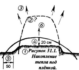 lek_31_1