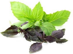 basil