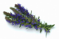 Hyssop Flower