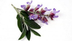 salvia