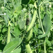 Горох
